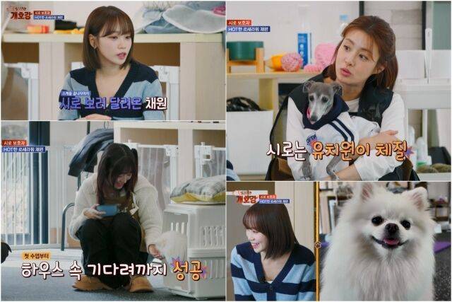 / JTBC ‘집 나가면 개호강’