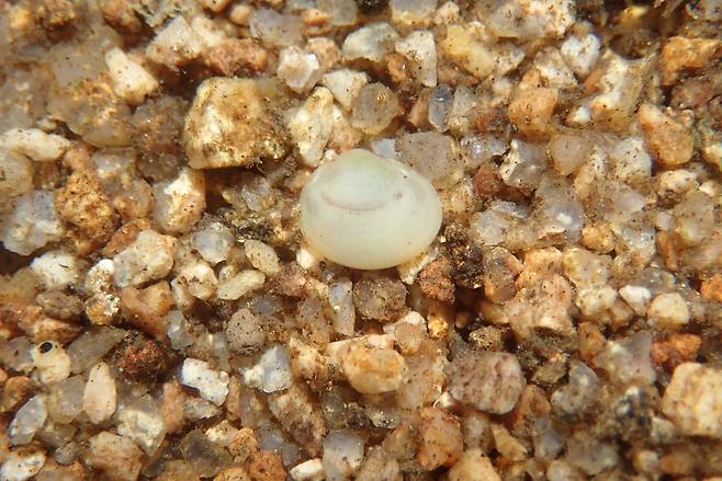 산골조개[출처 : 전영철 박사]