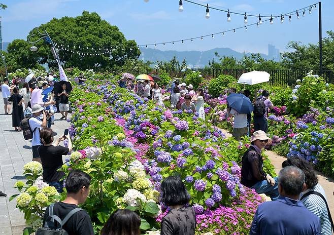 [울산=뉴시스] 이달 7일부터 29일까지 울산 남구 장생포 고래문화마을 일원에서 개최된 장생포 수국 페스티벌 (사진=울산 남구 제공) photo@newsis.com  *재판매 및 DB 금지