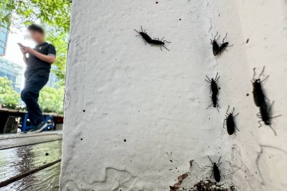 서울 도심 점령한 러브버그. 뉴스1