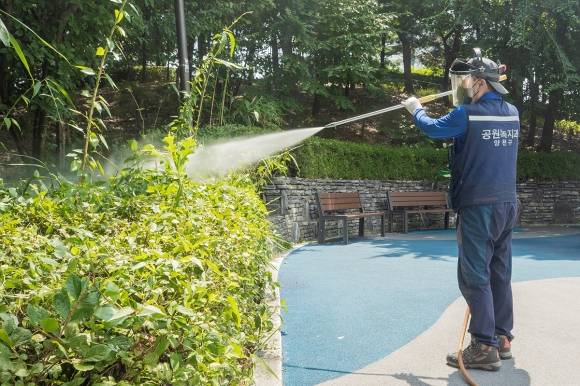 양천구 소속 직원이 지난해 여름 러브버그 발생 대비 민관 긴급방역활동을 하는 모습. 양천구 제공