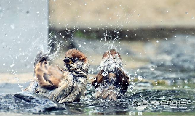 전국적으로 낮기온이 30도를 넘으며 불볕더위가 찾아온 30일 오후 수원시 올림픽공원에서 참새들이 시원한 물로 목욕을 하며 더위를 식히고 있다. 김경민기자