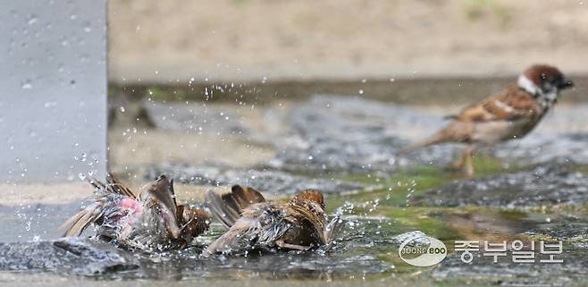 전국적으로 낮기온이 30도를 넘으며 불볕더위가 찾아온 30일 오후 수원시 올림픽공원에서 참새들이 시원한 물로 목욕을 하며 더위를 식히고 있다. 김경민기자