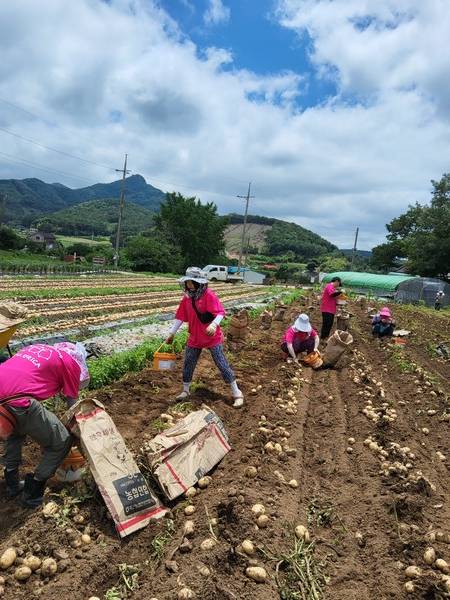 ▲ 한양대학교 ERCIA 소속 회원들로 구성된 농촌일손돕기 봉사활동이 지난 6월 24일부터 27일까지 3박 4일간 진행됐다. 서산시사회복지협의회 제공