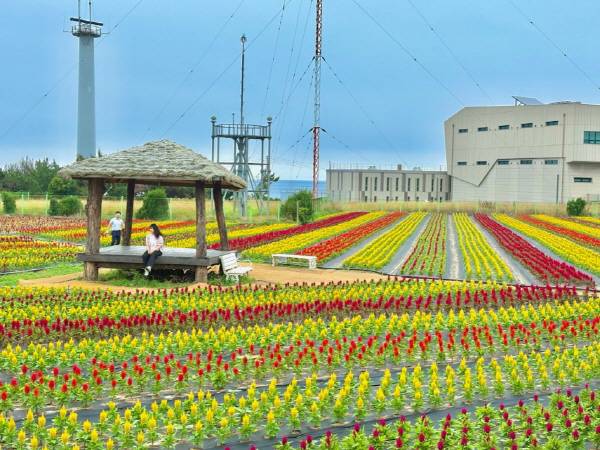 포항시 남구 호미곶에 형형색색의 맨드라미가 피어나색다른 풍경을 자아내고 있다. 새천년광장 인근에 위치한 '호미곶 상생의 경관정원'은 기존 해바라기 경작지에 새롭게 도입된 것으로, 붉은색과 노란색 등 풍성한 맨드라미 특유의 색감이 시선을 사로잡는다. 최근 SNS를 중심으로 입소문을 타고 있는 포항의 새로운 관광지로 떠 오르고 있다. 글=곽성일 기자 사진=포항시
