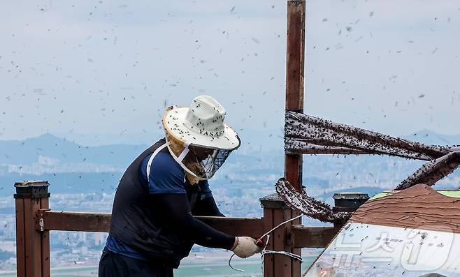 30일 오후 인천 계양구 계양산 정상에 붉은등우단털파리(러브버그) 무리가 대량 출몰한 가운데 계양구청 공원녹지과 산림보호팀 관계자들이 방역 및 날벌레 트랩을 설치하고 있다. 2025.6.30/뉴스1 ⓒ News1 김진환 기자