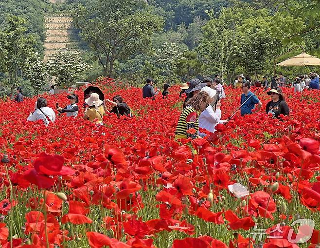 2025 임실방문의 해를 맞아 옥정호 출렁다리와 붕어섬 생태공원에 올해 상반기 역대 가장 많은 관광객이 찾으며 전국적인 인기 관광지로 자리매김하고 있다.(임실군제공. 재판매 및 DB금지)2025.6.30/뉴스1