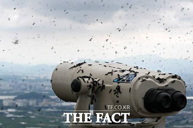 30일 오전 인천 계양구 계양산 정상에 붉은등우단털파리(러브버그) 무리가 대량 출몰한 가운데 망원경과 하늘에 러브버그 무리가 보이고 있다. /인천=남용희 기자