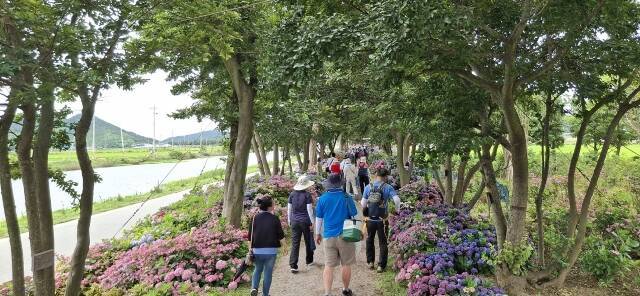 '섬 수국축제'를 찾은 관람객들이 수국길을 걷고 있다. /신안군