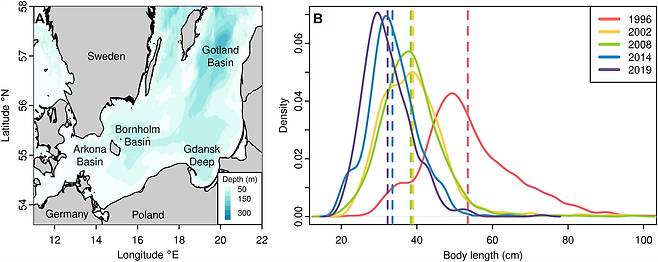 발트해의 대구 채집 위치와 시간별 몸길이 변화. (A) 동발트해 대구의 주요 산란지인 보른홀름 분지(Bornholm basin). 고틀란드 분지와 그단스크 심해는 더 이상 대구 산란지가 아니다. (B) 1996년, 2002년, 2008년, 2014년, 2019년에 보른홀름 분지에서 포획된 성체 대구의 길이 분포./Science Advances