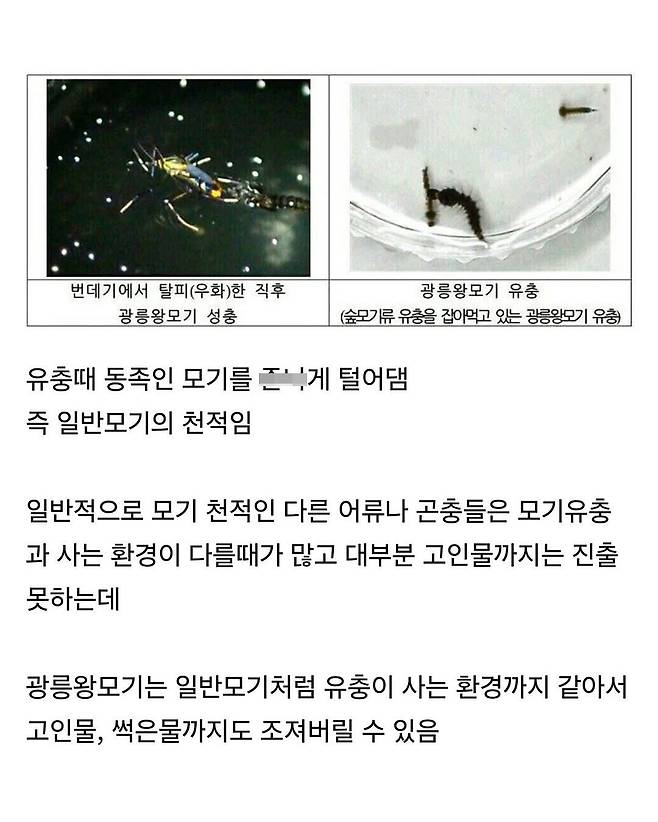 한반도에만 서식한다는 킹 갓 모기