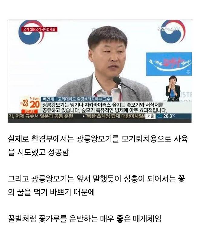 한반도에만 서식한다는 킹 갓 모기