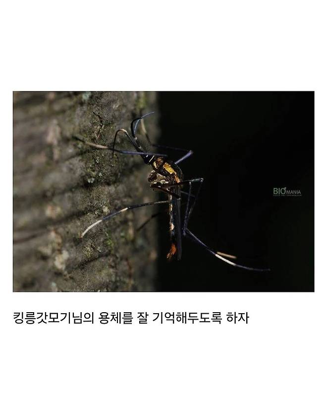 한반도에만 서식한다는 킹 갓 모기