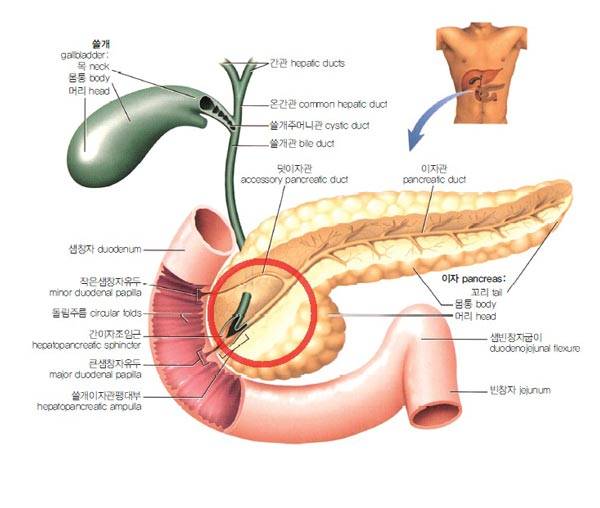 췌장 머리(빨간 동그라미 부분)에 암이 생기면 담즙(쓸개즙)과 이자액(소화액) 모두 길이 막혀 제대로 분비되지 못한다./사진=《해부학, 박억숭 공저, 수문사》