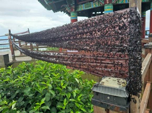 끈끈이 트랩에 붙은 러브버그들 [사진=인천시 계양구]