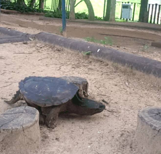 인천 부평구 갈산동 한 공원에서 30일 오전 7시 42분쯤 늑대거북 1마리가 출몰한 모습. 사진 독자, 연합뉴스