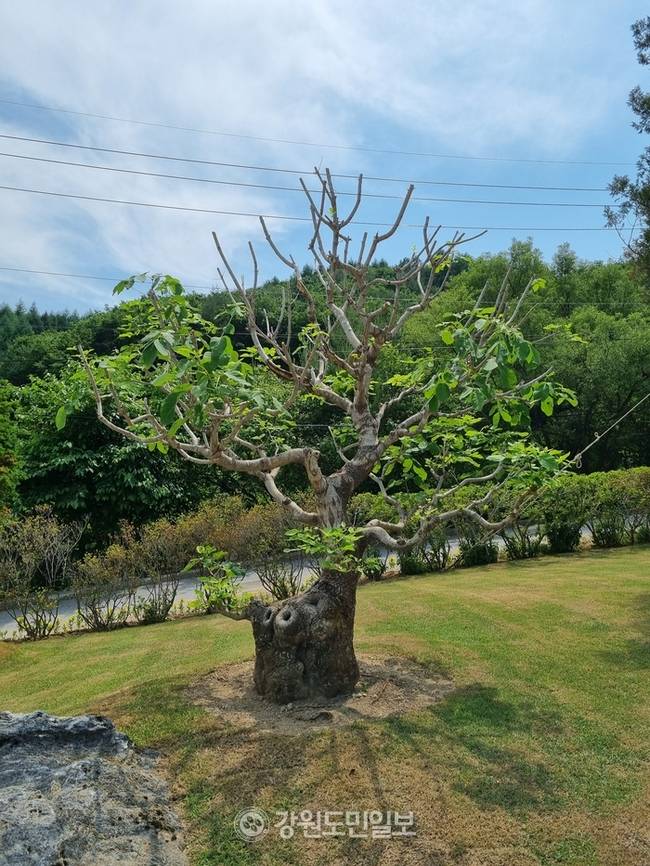 ▲ 평창군 진부면 능골길 백적산 기슭 6만여 평의 산림속에  오픈한 북카페 거커리 숲 입구의  수령 300년으로 추정되는 물푸레 나무. 신현태.