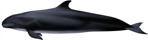 ▲국제적 멸종위기종 ‘흑범고래’.