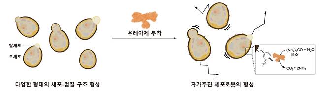 다양한 형태의 세포-껍질 구조체로부터 자가 추진 세포로봇의 형성 과정을 보여주는 도식. 세포대사 연계형 자율적 SCNE 과정에서는 효모가 분열하는 동안에도 나노껍질 형성이 지속적으로 일어나 세포 형태 변화에 따른 비대칭적인 세포-껍질 구조가 생성된다. 예를 들면, 모세포 부분에는 껍질이 형성되고 딸세포 부분에는 형성되지 않은 구조가 관찰된다. 효모의 표면에 형성된 멜라닌 계열의 껍질에 우레아제를 부착하면 요소를 연료로 하여 움직이는 자가 추진 세포로봇을 형성할 수 있다. 우레아제는 요소를 이산화탄소와 암모니아로 분해하며, 이들의 물속 이동속도 차이가 세포 주변에 전기장을 형성하여 세포로봇의 움직임을 유도한다. KAIST