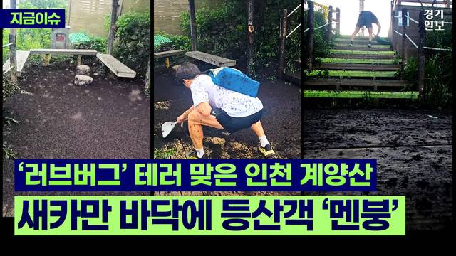 [썸네일] “많아도 너무 많다”…인천 계양산 덮친 ‘러브버그’. 민경찬PD