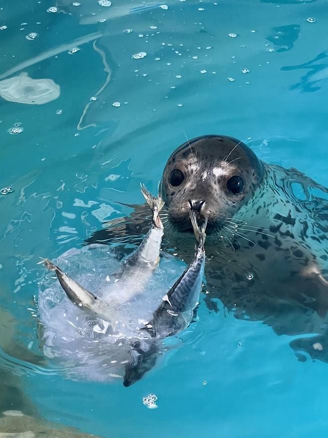 지난 25일 강원 강릉 사근진해변 인근에 방류된 점박이물범/사진=뉴시스(해양수산부 제공)