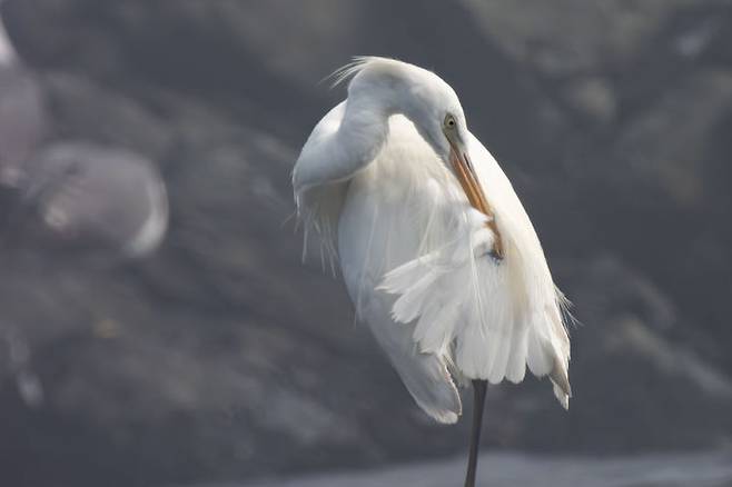 [울산=뉴시스] 울산시는 ‘울산 새(鳥) 통신원’이 지난 13일 오전 9시께 울주군 서생 해안가에서 ‘노랑부리백로’ 1개체를 관찰했다고 1일 밝혔다. 2024.07.16. (사진= 조현표·조우진 제공)photo@newsis.com *재판매 및 DB 금지