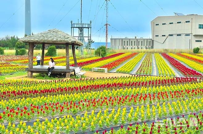 [포항=뉴시스] 송종욱 기자 = 경북 포항시 남구 호미곶 일원에 계절별 경관 농업으로 조성한 형형색색의 맨드라미 정원이 지역의 새로운 관광 명소로 떠오르고 있다. 사진은 호미곶 맨드라미 정원 모습. (사진=포항시 제공) 2025.06.30. photo@newsis.com