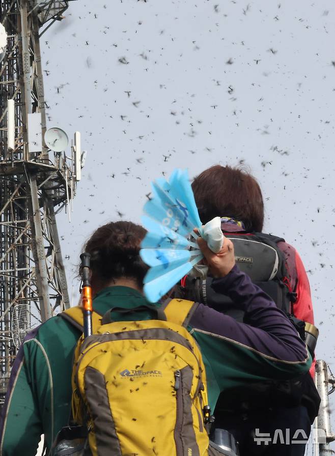 [인천=뉴시스] 전진환 기자 = 30일 오전 인천 계양구 계양산 정상에서 러브버그(붉은등우단털파리) 무리가 등산로와 등산객들에게 들러붙으며 불쾌감을 주고있다.  2025.06.30. amin2@newsis.com