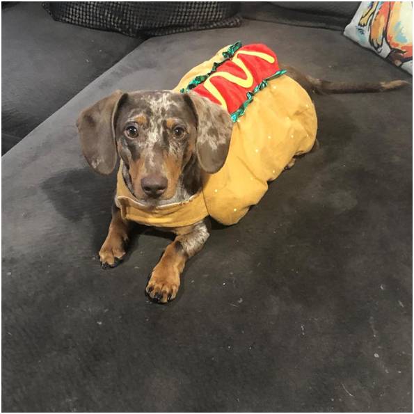 '듀크'의 생전 모습 [사진 출처 = 뉴욕포스트]