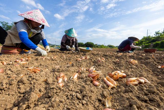 무더운 여름에 쪽파를 심는 농민들. 농민신문DB