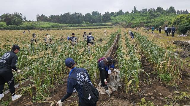 제주시 애월읍 신엄리의 초당옥수수 수확을 돕고 있는 호남대학교 학생들. 제주도