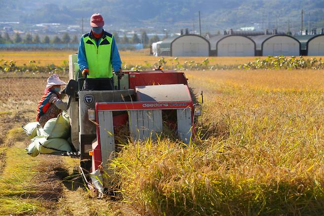 경북 청도군에서 농민이&nbsp;벼를 베고 있다. 청도군 제공
