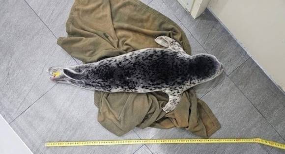 해양수산부는 지난 3월 27일 강원도 양양군 해안에서 구조된 어린 점박이물범을 약 3개월간의 집중 치료 끝에 건강을 회복시켜 지난 25일 강릉 사근진해변 인근 해역에 방류했다고 29일 밝혔다. 사진은 발견 당시 물범 모습. 2025.6.29 해수부 제공