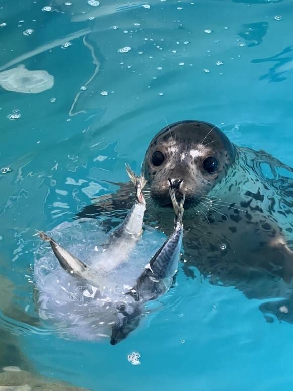건강해진 어린 점박이물범, 다시 자연의 품으로 돌아가다 - 해양수산부는 지난 3월 27일 강원도 양양군 해안에서 구조된 어린 점박이물범을 약 3개월간의 집중 치료 끝에 건강을 회복시켜 지난 25일 강릉 사근진해변 인근 해역에 방류했다고 29일 밝혔다. 사진은 점박이물범 치료·관리 모습. 2025.6.29 해수부 제공