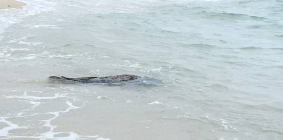 해양수산부는 지난 3월 27일 강원도 양양군 해안에서 구조된 어린 점박이물범을 약 3개월간의 집중 치료 끝에 건강을 회복시켜 지난 25일 강릉 사근진해변 인근 해역에 방류했다고 29일 밝혔다. 사진은 물범 방류 모습. 2025.6.29 해수부 제공