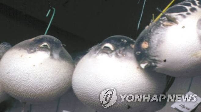 복어 [연합뉴스TV 캡처]