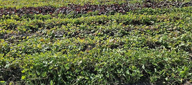 새만금 간척지에서 재배 중인 고구마 [농진청 제공. 재판매 및 DB 금지]