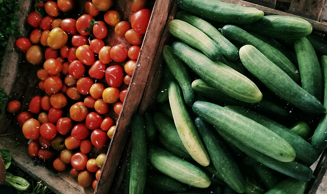 오이와 방울 토마토