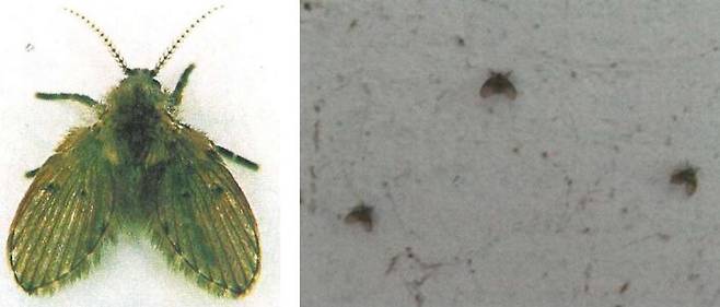 중국의 한 8세 여아가 한 달 동안 살아 있는 벌레를 토하는 증상을 보였다. 원인은 배수구에서 발견되는 나방파리였다. [사진=질병관리청 '위생해충 분류군별 정보집']