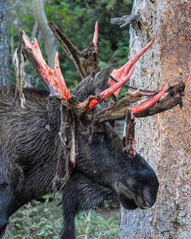 말코손바닥사슴의 뿔이 자라면서 살갗이 벗겨지고 있다./Utah Division of Wildlife Resources
