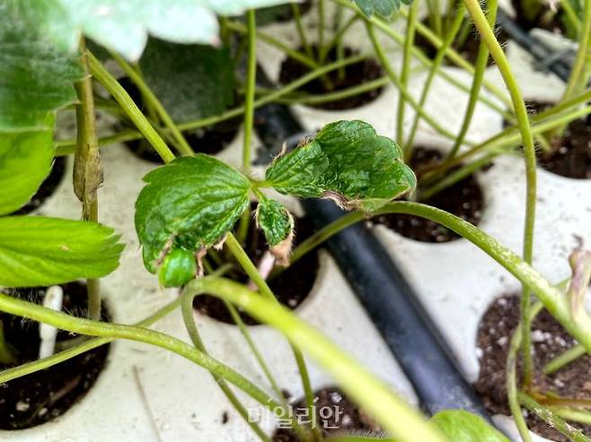 딸기 침수피해 모습. ⓒ농촌진흥청