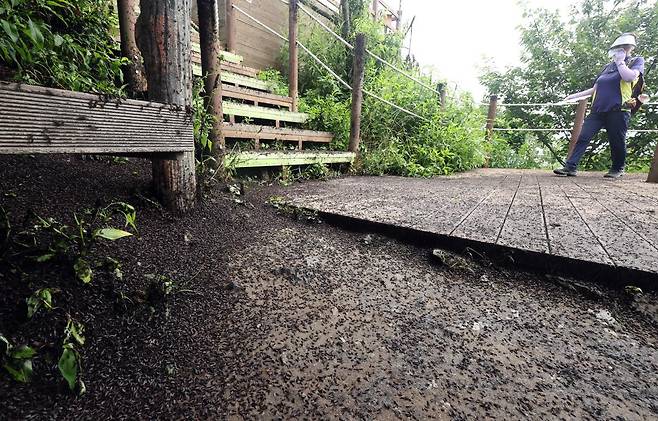 30일 오전 인천 계양구 계양산 정상에서 러브버그(붉은등우단털파리) 무리가 등산로와 등산객들에게 들러붙으며 불쾌감을 주고있다.  2025.06.30 [인천=뉴시스]