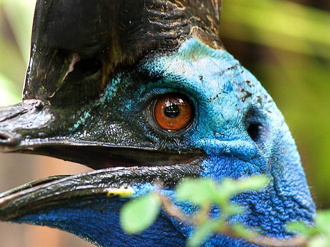 화식조 두 마리가 엄마와 아이를 추격하는 모습이 호주 미션비치 주택 앞 CCTV에 포착됐다. 맹조의 위협 속에서도 가족은 현관문을 닫고 가까스로 피신했다. (사진=게티이미지)