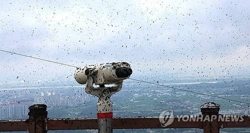 지난 6월 30일 인천 계양구 계양산 정상이 러브버그(붉은등우단털파리)들로 뒤덮여 등산객들이 불편을 겪고 있다. [인천=연합뉴스]