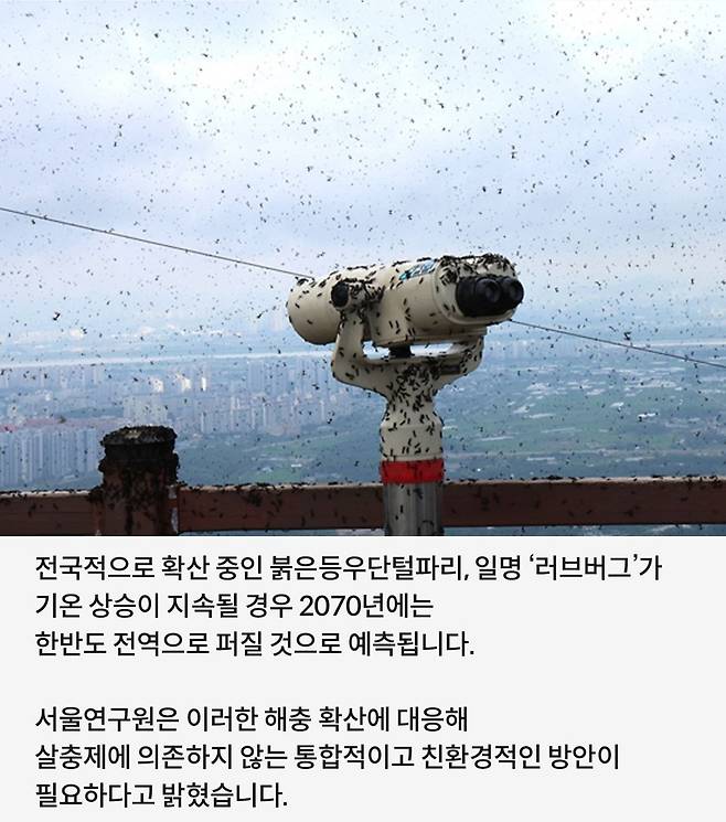 singlebungle1472-20250701-194512-001.jpg 러브버그 캐릭터화 하자