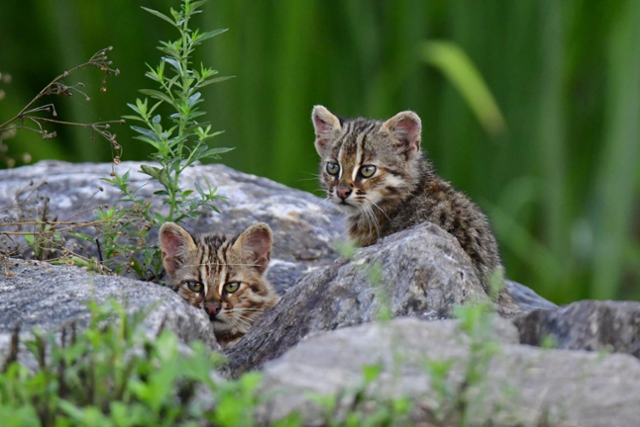 삵은 3~4월에 짝짓기를 하며 약 60~70일의 임신 기간을 거쳐 6~7월쯤 2~3마리의 새끼를 낳고 양육하므로 이 시기에 각별한 보호가 필요하다. 최종인씨 제공