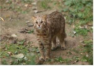 ▲ 삵 [환경부 제공]