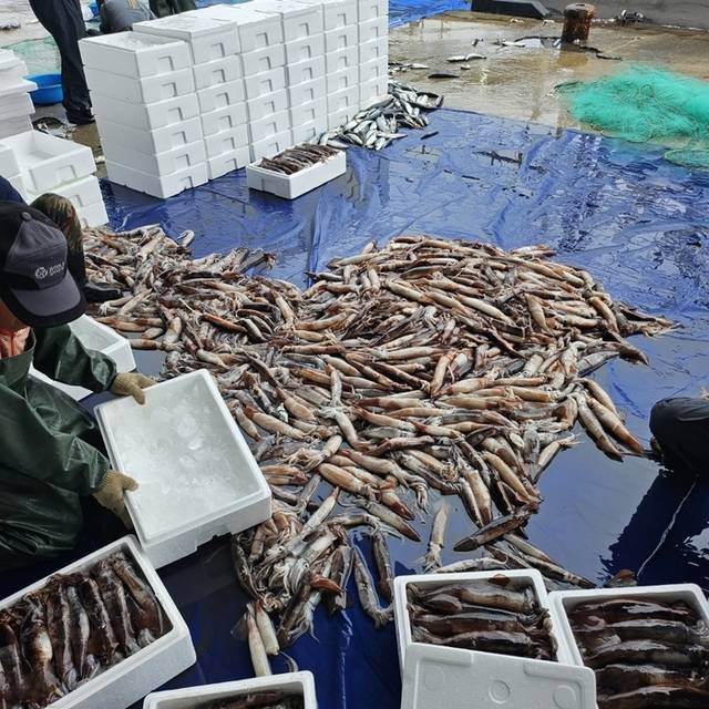 ▲ 최근 동해안의 별미인 오징어가 많이 잡혀 어업인들이 모처럼 웃고 있다.