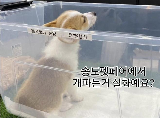 최근 인천에서 개최된 한 펫페어의 한 업체가 부스에서 품종견을 팔고 있다는 의혹과 관련 사진이 SNS에 게재돼 논란이 되고 있다. 인스타그램 캡처