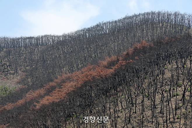 대형 산불로 전소된 경북 의성군 고운사를 둘러싼 산에 불에 탄 나무들이 고스란히 남아 있다. 정지윤 선임기자